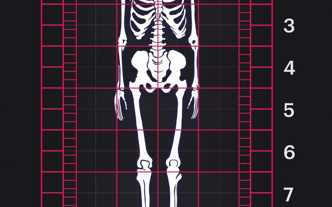 Proportions of the male human body