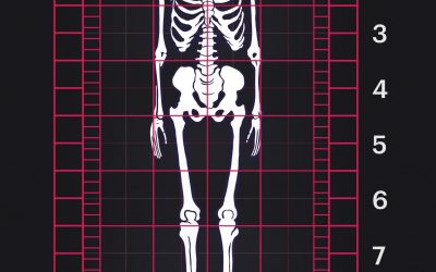 Proportions of the male human body