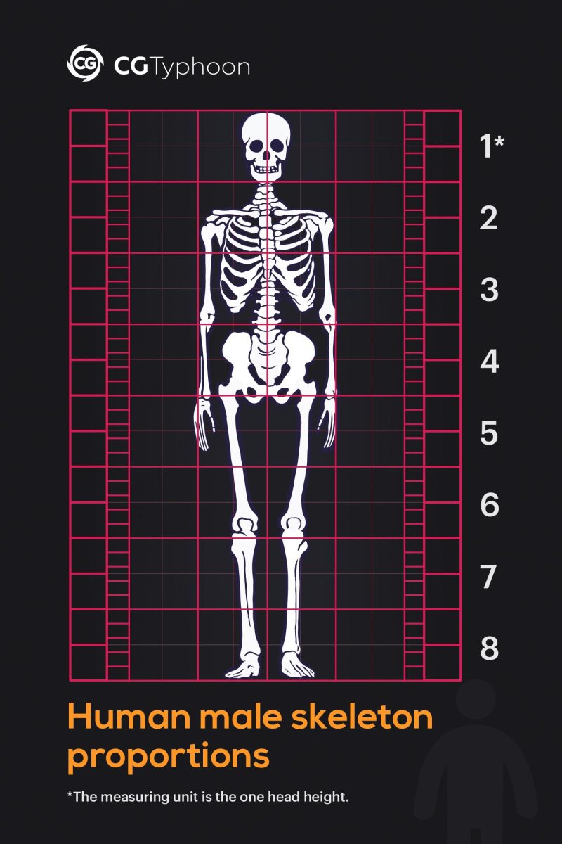 human body proportions head