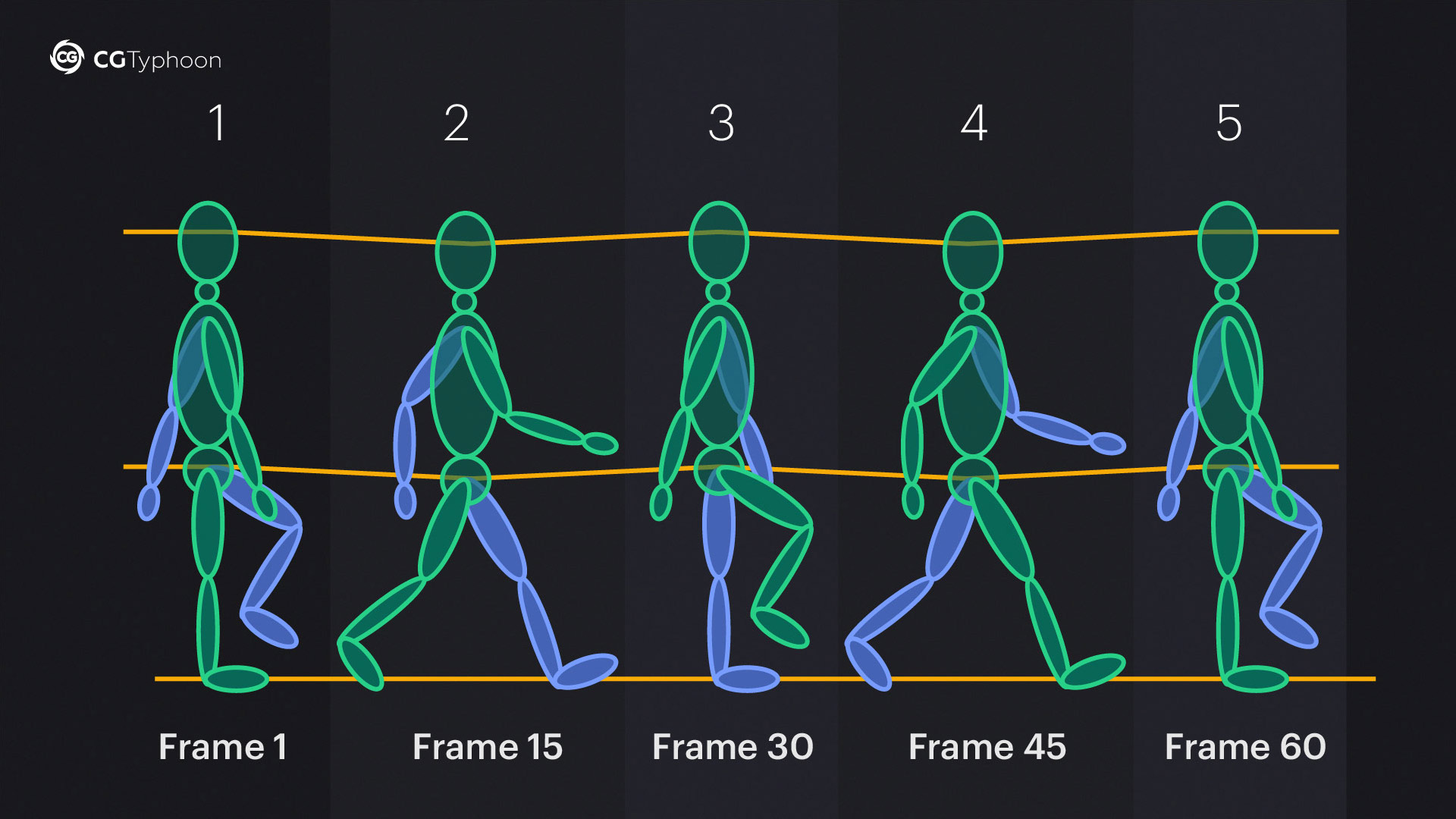Human walking cycle. The key poses for 60 fps.