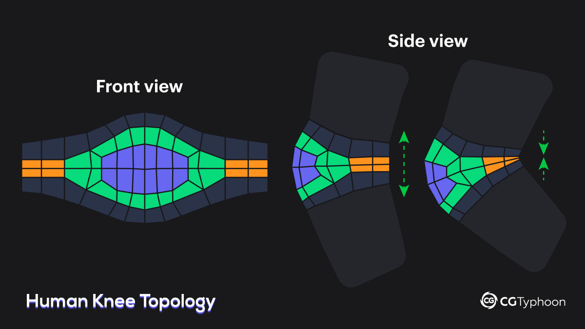 Character knee topology with edge loops optimized for realistic deformation.